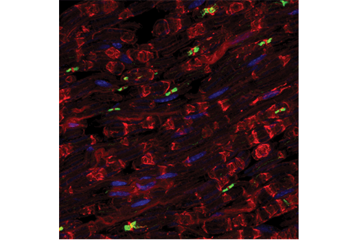 Immunofluorescence Image 1: Caspr (D8I3V) Rabbit mAb (BSA and Azide Free)