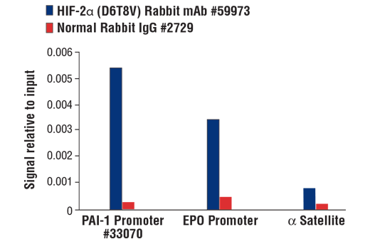 Chromatin Immunoprecipitation Image 1: HIF-2α (D6T8V) Rabbit mAb