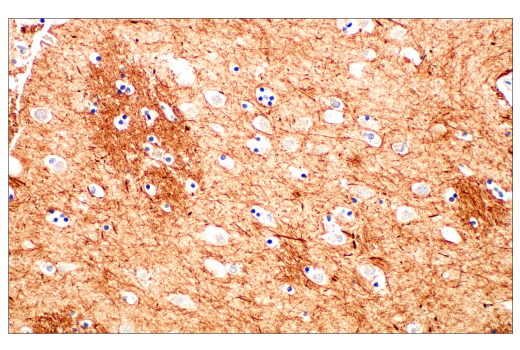Immunohistochemistry Image 1: Neurofilament-M (E7Y8W) Mouse mAb (BSA and Azide Free)