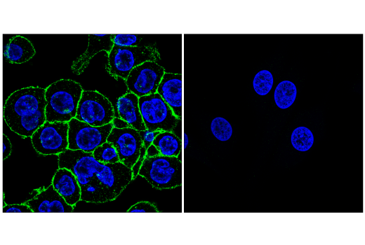 Immunofluorescence Image 1: CD33 (E6V7H) Rabbit mAb
