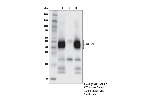 Immunoprecipitation Image 1: LAIR-1 (E7X6I) XP® Rabbit mAb