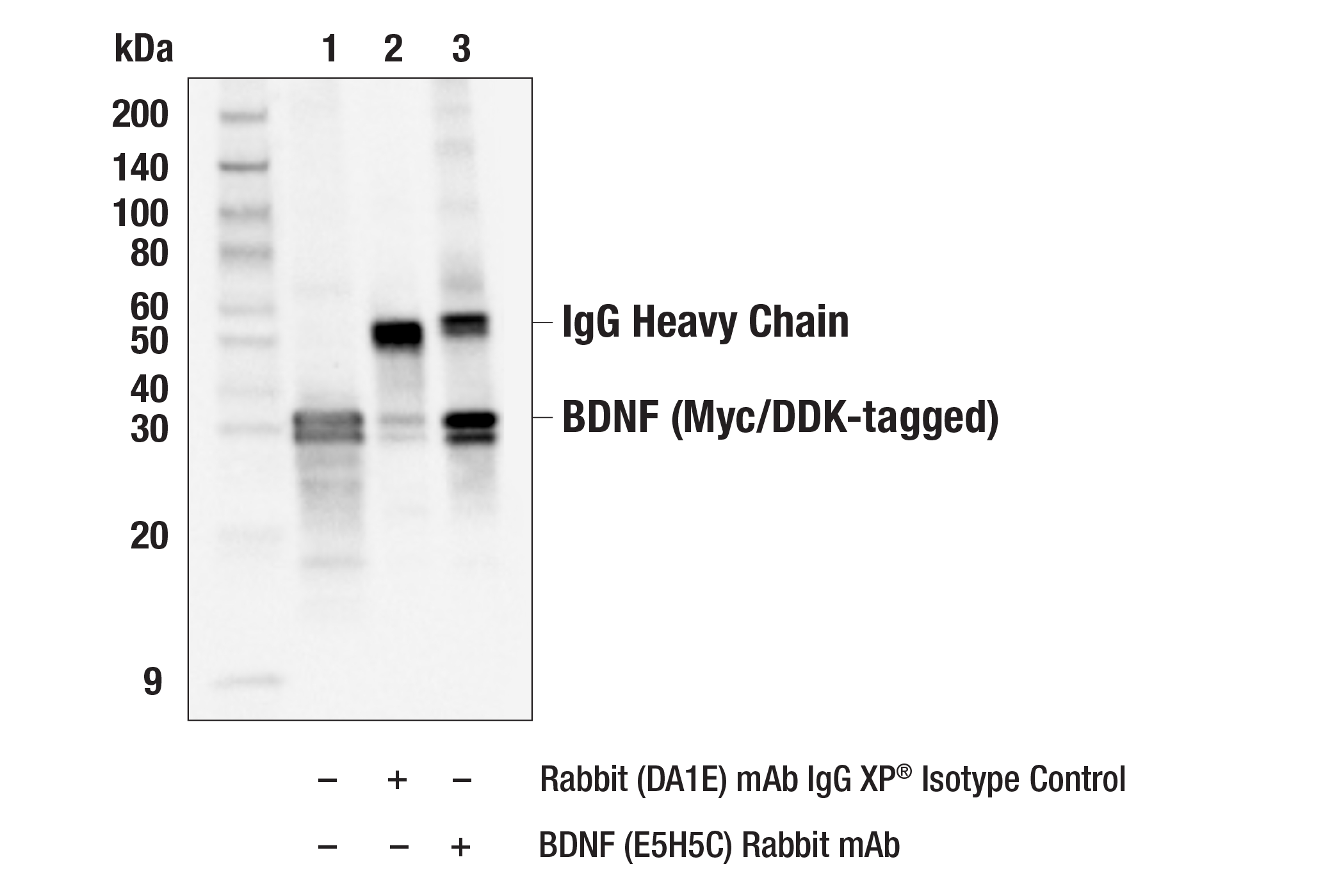 Immunoprecipitation Image 1: BDNF (E5H5C) Rabbit mAb