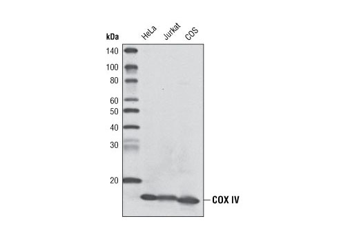 Western Blotting Image 1: COX IV (3E11) Rabbit mAb (Biotinylated)