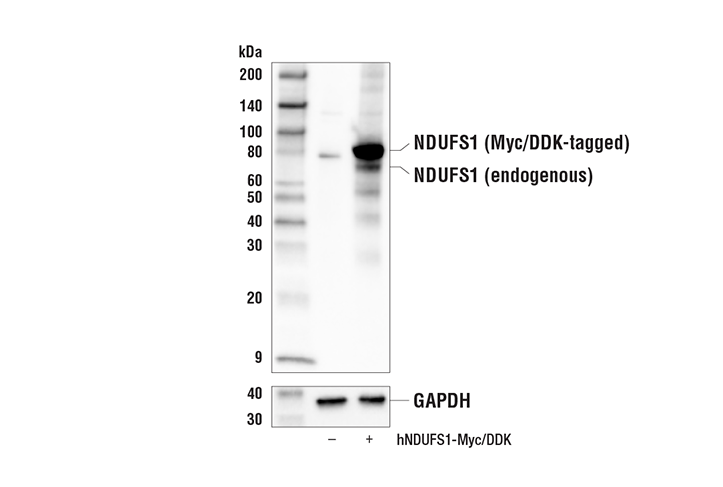 Western Blotting Image 1: NDUFS1 Antibody