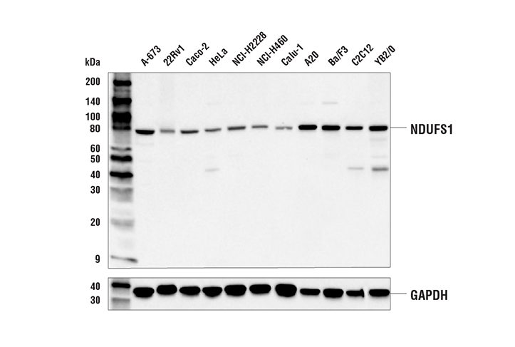 Western Blotting Image 2: NDUFS1 Antibody