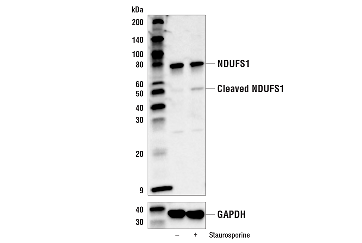 Western Blotting Image 3: NDUFS1 Antibody