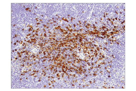 Immunohistochemistry Image 2: CD8α (D4W2Z) XP® Rabbit mAb (Mouse Specific) (BSA and Azide Free)
