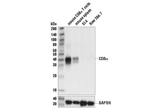 Western Blotting Image 1: CD8α (D4W2Z) XP® Rabbit mAb (Mouse Specific) (BSA and Azide Free)