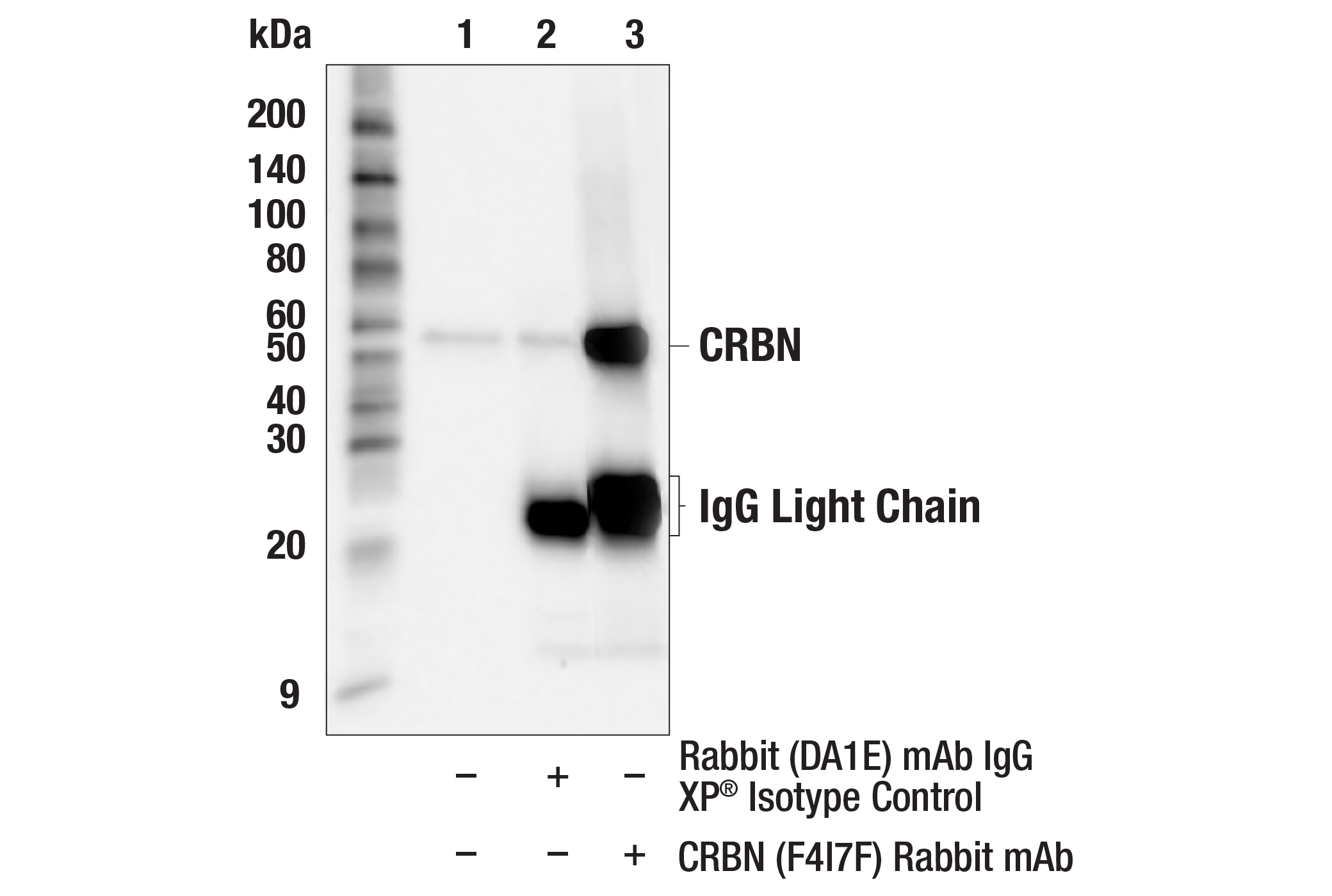 Immunoprecipitation Image 1: CRBN (F4I7F) Rabbit mAb
