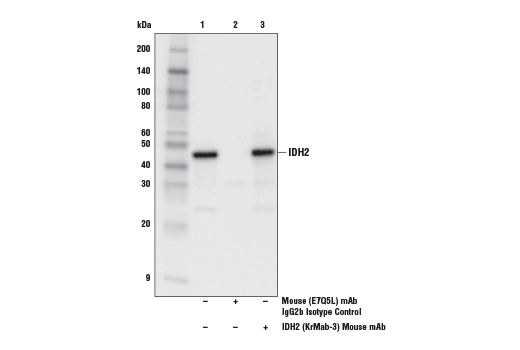 Immunoprecipitation Image 1: IDH2 (KrMab-3) Mouse mAb