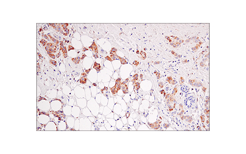 Immunohistochemistry Image 1: IDH2 (KrMab-3) Mouse mAb