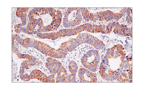 Immunohistochemistry Image 3: IDH2 (KrMab-3) Mouse mAb