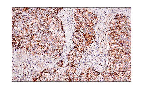 Immunohistochemistry Image 4: IDH2 (KrMab-3) Mouse mAb