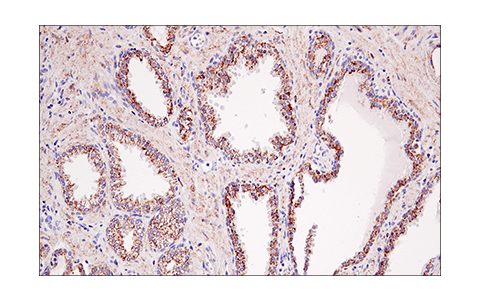 Immunohistochemistry Image 6: IDH2 (KrMab-3) Mouse mAb