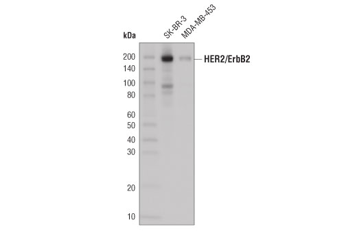 Western Blotting Image 1: HER2/ErbB2 (29D8) Rabbit mAb (HRP Conjugate)