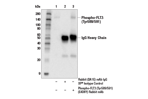 Immunoprecipitation Image 1: Phospho-FLT3 (Tyr589/591) (E4D6Y) Rabbit mAb