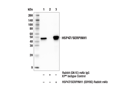 Immunoprecipitation Image 1: HSP47/SERPINH1 (E9Y8E) Rabbit mAb