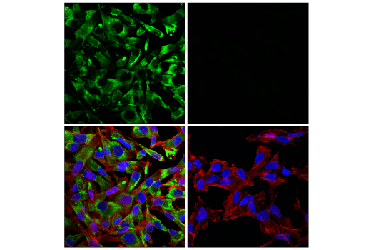 Immunofluorescence Image 4: HSP47/SERPINH1 (E9Y8E) Rabbit mAb