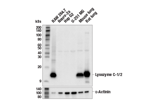 Western Blotting Image 1: Lysozyme C-1/2 (E2K5R) XP® Rabbit mAb