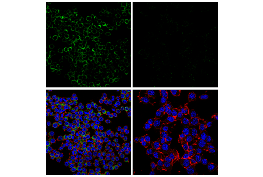 Immunofluorescence Image 3: Lysozyme C-1/2 (E2K5R) XP® Rabbit mAb