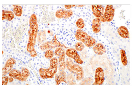 Immunohistochemistry Image 7: Lysozyme C-1/2 (E2K5R) XP® Rabbit mAb