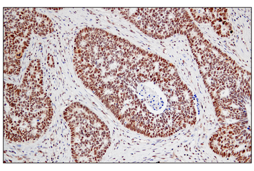 Immunohistochemistry Image 3: JMJD6 (D3O3N) Rabbit mAb
