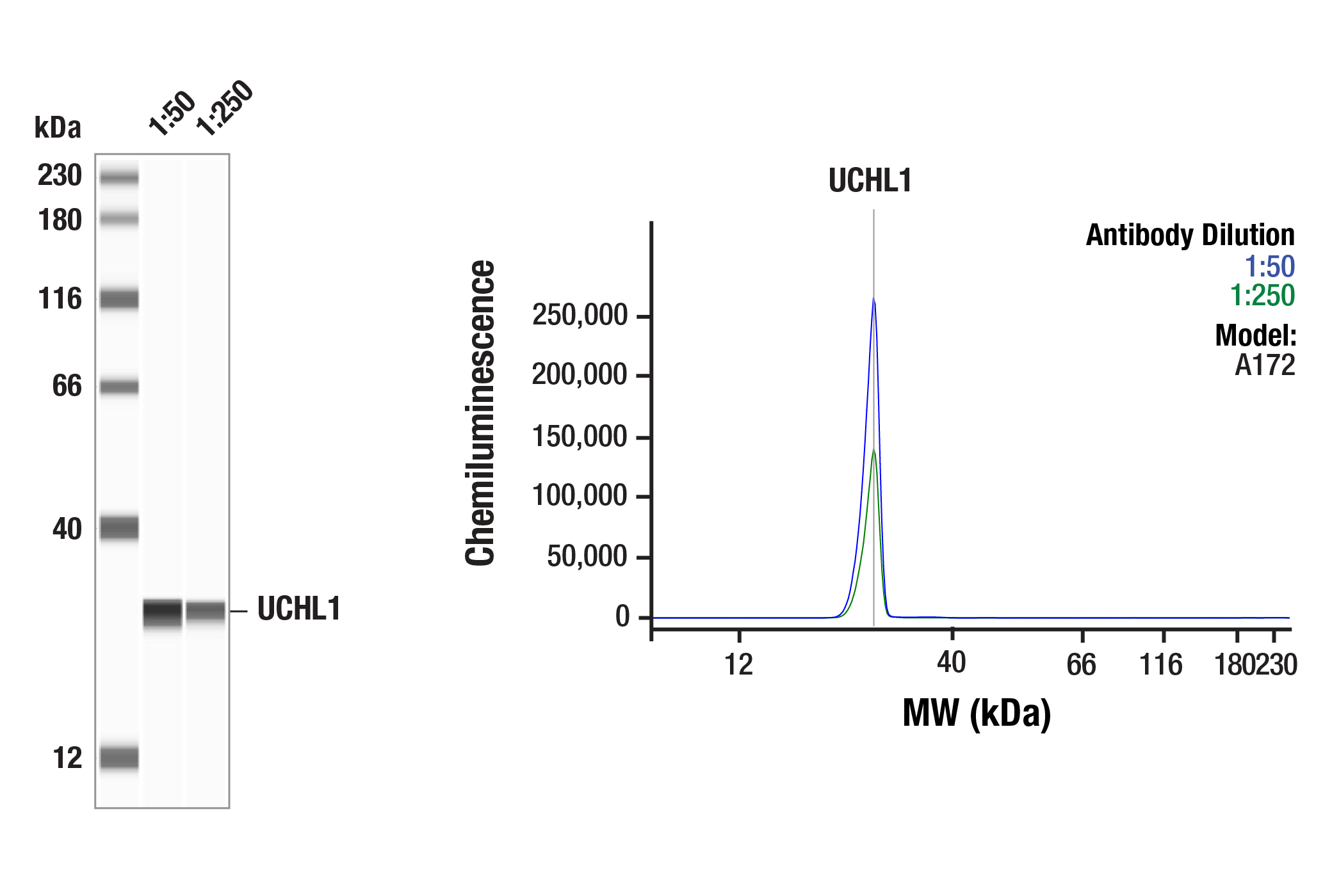 Western Blotting Image 2: UCHL1 (E6B8E) Mouse mAb