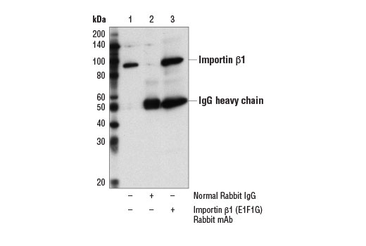 Immunoprecipitation Image 1: Importin β1 (E1F1G) Rabbit mAb