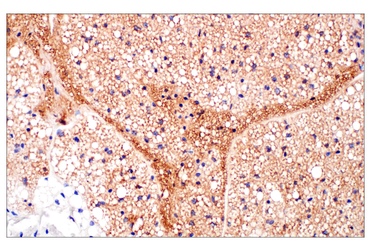 Immunohistochemistry Image 3: UCP1 (E9Z2V) XP® Rabbit mAb (BSA and Azide Free)