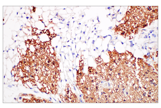 Immunohistochemistry Image 4: UCP1 (E9Z2V) XP® Rabbit mAb (BSA and Azide Free)