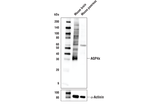 Western Blotting Image 1: AQP4x Antibody (Rodent Specific)