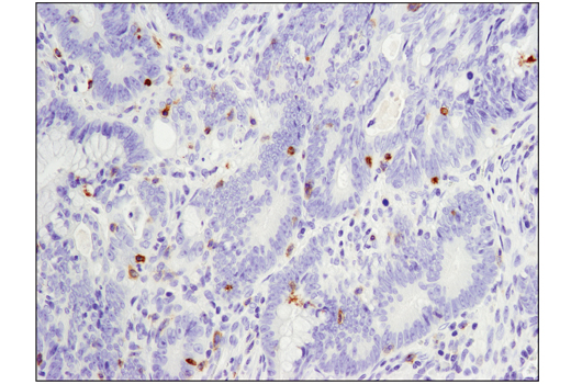 Immunohistochemistry Image 1: PD-1 (EH33) Mouse mAb (IHC-Specific) (BSA and Azide Free)