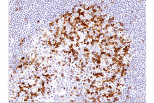 Immunohistochemistry Image 3: PD-1 (EH33) Mouse mAb (IHC-Specific) (BSA and Azide Free)