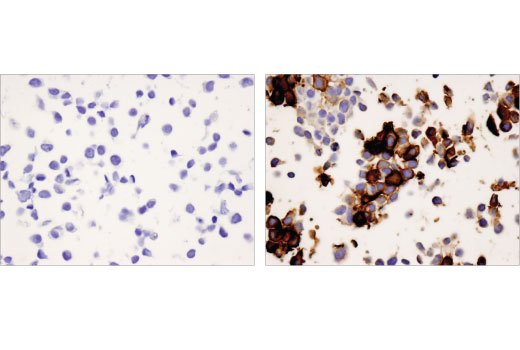 Immunohistochemistry Image 5: PD-1 (EH33) Mouse mAb (IHC-Specific) (BSA and Azide Free)