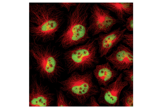 Immunofluorescence Image 1: Histone H3 (D1H2) XP® Rabbit mAb (BSA and Azide Free)
