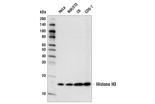 Western Blotting Image 1: Histone H3 (D1H2) XP® Rabbit mAb (BSA and Azide Free)
