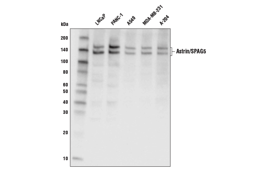Western Blotting Image 1: Astrin/SPAG5 Antibody