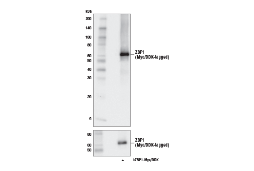 Western Blotting Image 1: ZBP1 Antibody