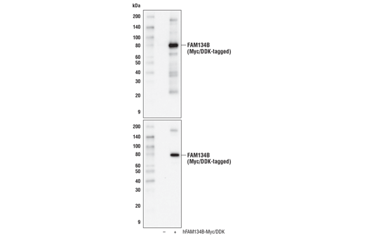 Western Blotting Image 1: FAM134B Antibody
