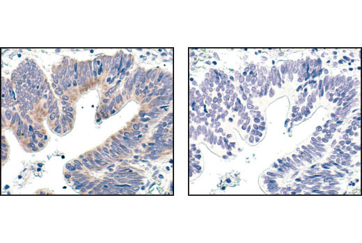 Immunohistochemistry Image 1: Bcl-xL (54H6) Rabbit mAb (BSA and Azide Free)