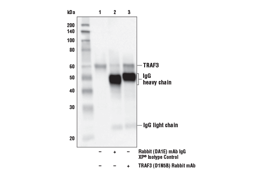 Immunoprecipitation Image 1: TRAF3 (D1N5B) Rabbit mAb