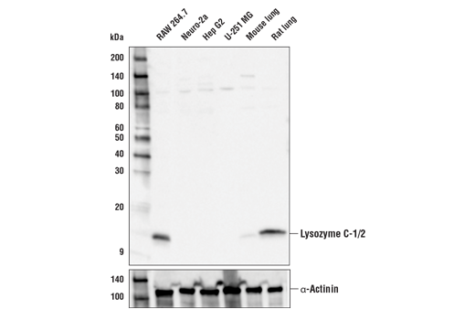 Western Blotting Image 1: Lysozyme C-1/2 Antibody