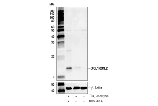 Western Blotting Image 1: XCL1/XCL2 Antibody