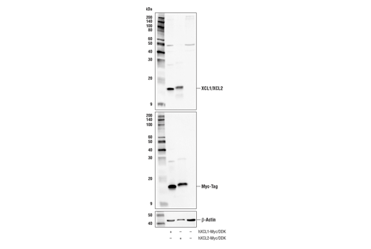 Western Blotting Image 2: XCL1/XCL2 Antibody