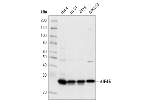 Western Blotting Image 2: eIF4E (C46H6) Rabbit Monoclonal Antibody (BSA and Azide Free)