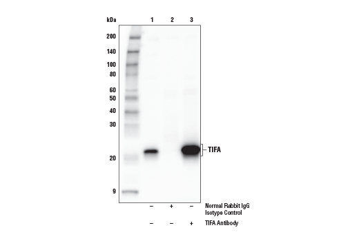 Immunoprecipitation Image 1: TIFA Antibody