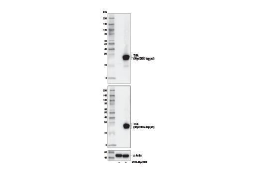 Western Blotting Image 2: TIFA Antibody