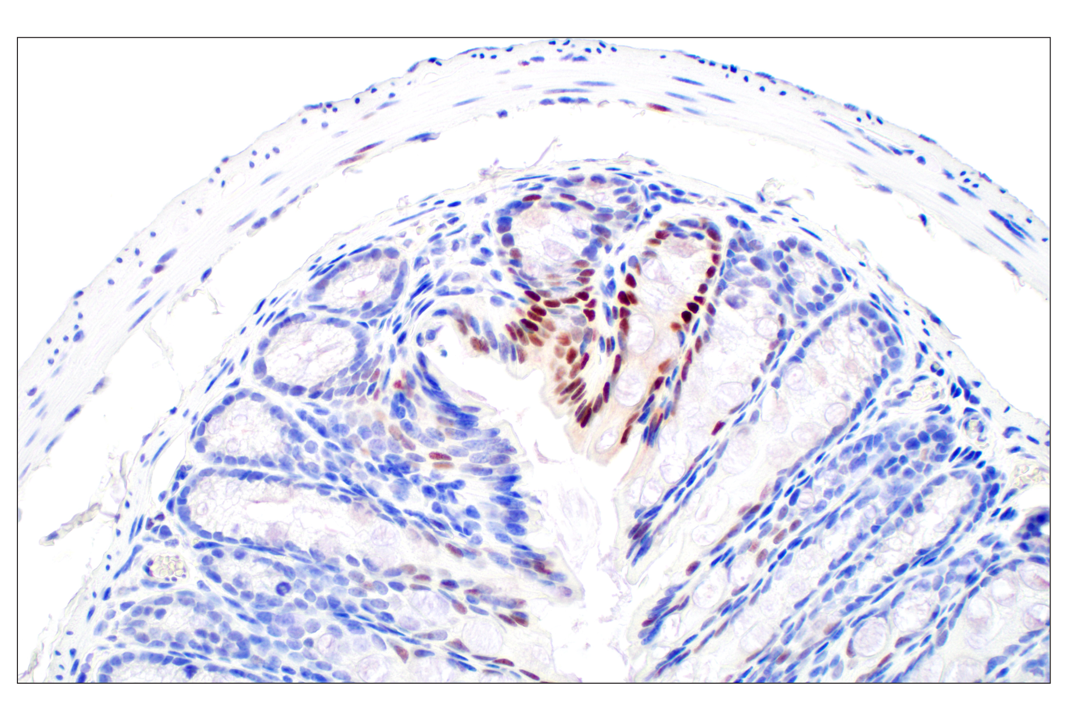 Immunohistochemistry Image 10: c-Fos (E2I7R) XP® Rabbit mAb (BSA and Azide Free)