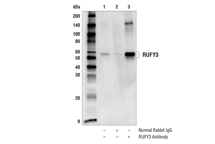 Immunoprecipitation Image 1: RUFY3 Antibody