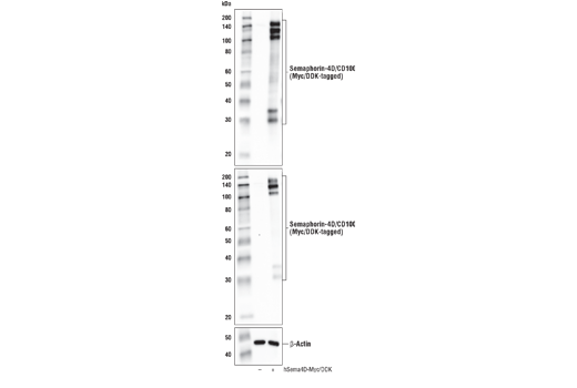 Western Blotting Image 1: Semaphorin-4D/CD100 (E5C3B) XP® Rabbit mAb (BSA and Azide Free)
